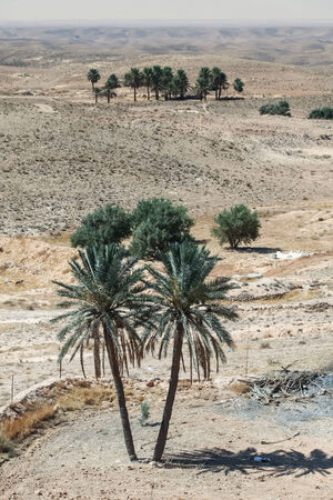 Palm trees in Sahara desert near the town Tamezret  in Tunisia の写真素材