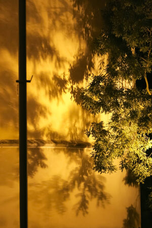 Shadow of a tree on wall の写真素材