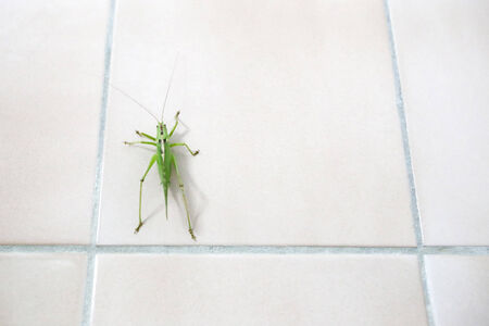 A close up of a grasshopper on a tiled bathroom wall.の写真素材