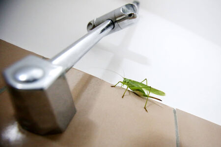 A close up of a grasshopper on a tiled bathroom wall with shower.の写真素材