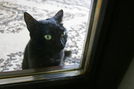 A close up of a black domestic cat looking outside through the glass door.の写真素材