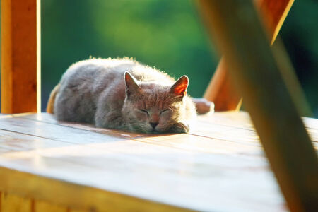 A brown cat sleeping on an empty wooden stand.の写真素材