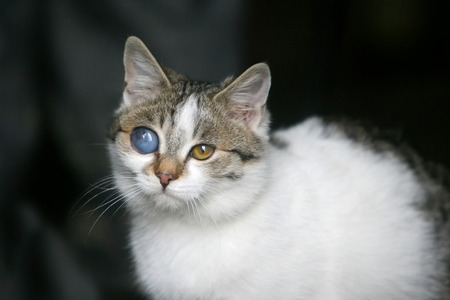 A close up of a grey and white cat with a deformed eye.の写真素材