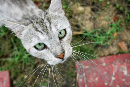 A birds eye perspective of a grey cat sitting on grass and looking upwards.