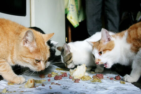 Four cats eating food scraps from the floor.の写真素材