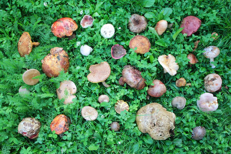 A birds eye view of a large group of picked edible and inedible wild forest mushrooms arranged on...