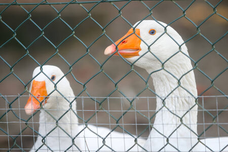 A close up of two white geese with orange beaks in a cage.の写真素材