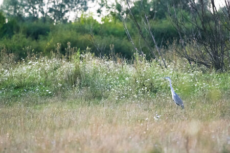 A grey heron standing on a meadow.の写真素材