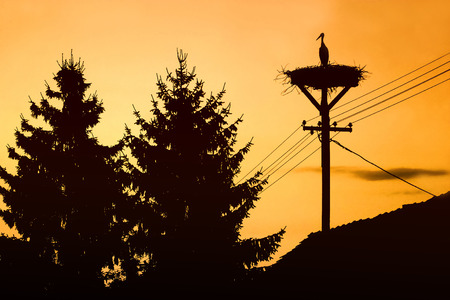 A stork standing in the nest on top of an electric pole at sunset.の写真素材