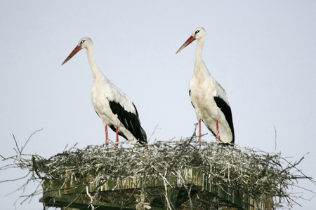 Two white storks standing in a nest.の写真素材