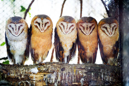 A front view of five barn owls with characteristic heart shaped faces standing on a tree branch in the zoo.の写真素材