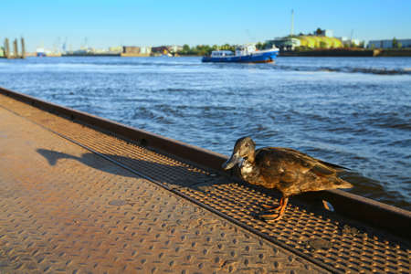 Duck standing on a dock at sunset next to a ship sailing in the river Elbe in Hamburg, Germany.の写真素材