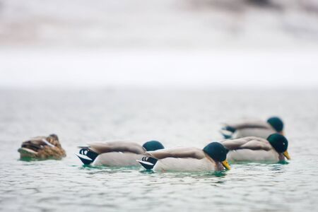 A flock of ducks swimming in the lake near snow covered shoreline.の写真素材