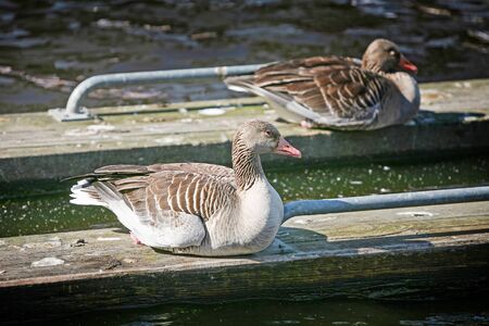 Two ducks sitting on wooden boards that are floating in shallow water.の写真素材