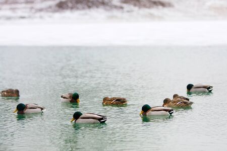 A flock of ducks swimming in the lake near snow covered shoreline.の写真素材