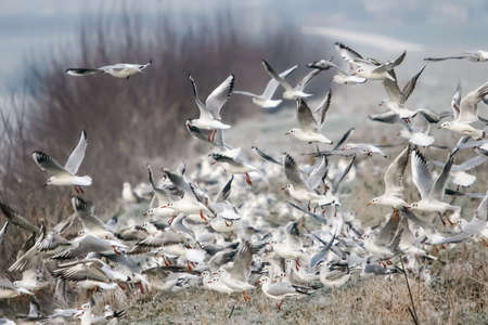 A large group of seagulls on the shore of river Sava in Zagreb, Croatia.