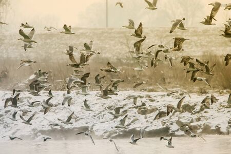 A large group of seagulls flying above the water near the snow covered shoreline of river Sava in...