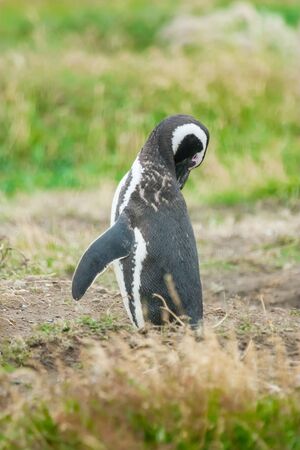 A side view of a magellanic penguin standing on a field and touching his neck with beak in Punta Arenas, Chile.の写真素材