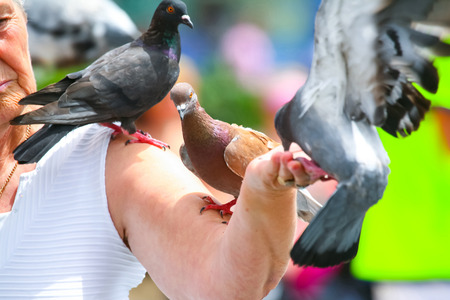 BARCELONA, SPAIN - JUNE 19 : Three pigeons standing on the arm of a woman that is feeding them on the town square on June 19th, 2006 in Barcelona, Spain. Feeding pigeons is a tourist attraction in Barcelona.のeditorial素材