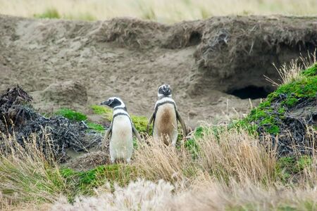 A front view of two magellanic penguins standing in high grass with one of them looking sideways on a hilly field in Punta Arenas, Chile.の写真素材