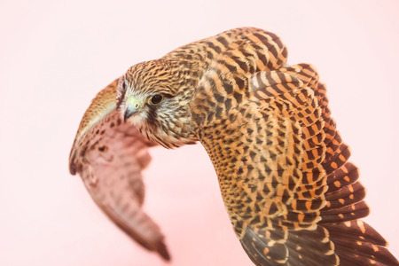 A lanner falcon flying on isolated background.の写真素材