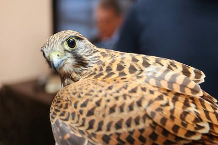 A side view of a lanner falcon looking at camera.の写真素材