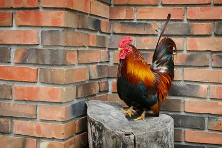 A rooster standing on a stump in front of a brick wall.の写真素材