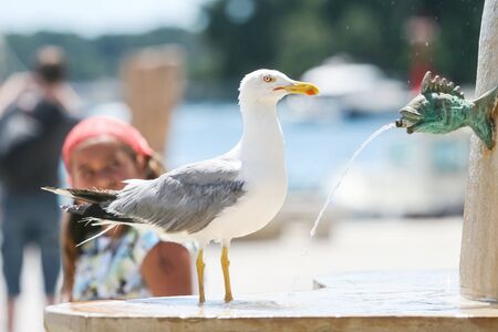 A side view of a seagull standing on water fountain in city.の写真素材