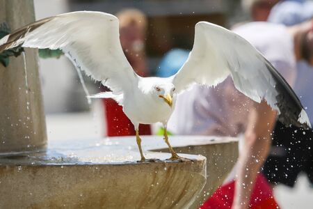 A front view of a seagull standing on a water fountain and spreading his wings.の写真素材