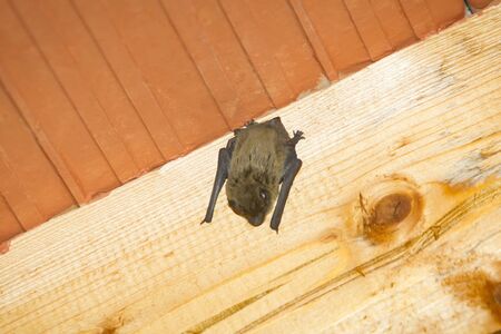A bat hanging upside down on a wooden beam on the ceiling inside a house.の写真素材