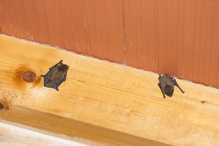 A low angle view of a bat hanging upside down on a wooden beam on the ceiling inside a house.の写真素材