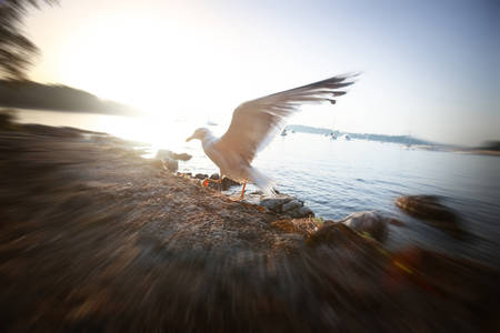 A zoom view of a seagull spreading wings on the shore at sunset in Rovinj, Croatia.の写真素材