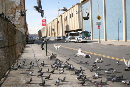 NEW YORK CITY, USA - MARCH 17 : A flock of pigeons in the West 40th street in the neighborhood of Manhattan on March 17th, 2005 in New York City, USA.のeditorial素材