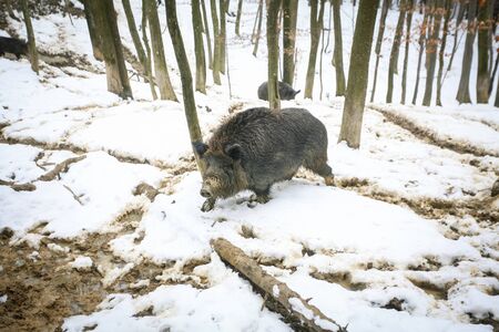 A wild boar walking in the mud covered with snow in the forrest.の写真素材