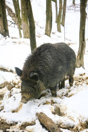 A wild boar standing in the mud covered with snow in the forrest.の写真素材
