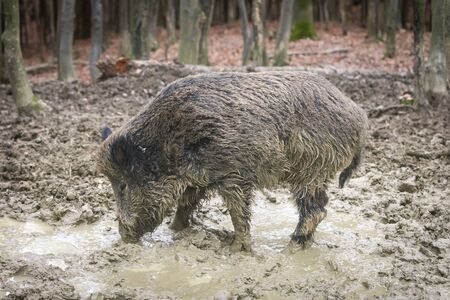 A side view of a wild boar searching for food in the mud with it's snout in the forrest.の写真素材