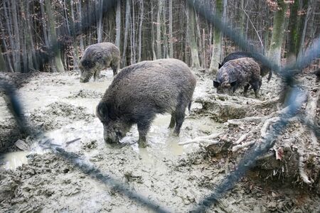 A group of wild boars in captivity searching for food in the mud with their snouts in the forest viewed thru the fence.の写真素材