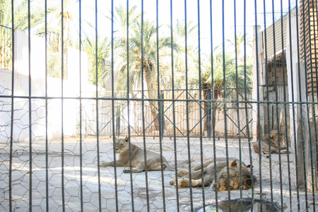TOZEUR, TUNISIA - SEPTEMBER 16, 2012 : A view of lions resting in the cage of a zoo in Tozeur, Tunisia.のeditorial素材