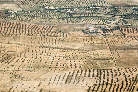 A birds eye view of an olive plantation in Tunisia.の写真素材