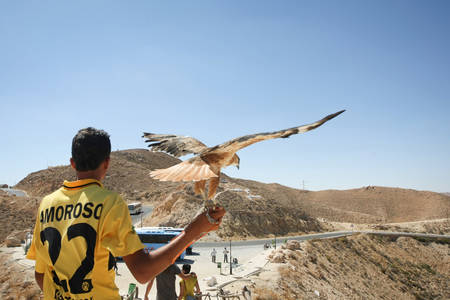 MATMATA, TUNISIA - SEPTEMBER 17, 2012 : A rear view of a Tunisian man holding a hawk for photographing with tourists at a tourist stop in Matmata with a view of rocky desert in Matmata, Tunisia.のeditorial素材