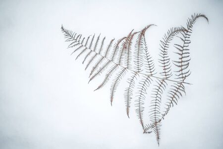 A directly above view of a dried fern leaf on snow.の写真素材