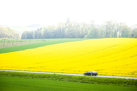 NANDLSTADT, GERMANY - 10.05.2017 : A car on the road passing next to yellow flowering rapeseed fields in spring in Bavaria, Germany. Rapeseed is grown for the production of animal feeds, vegetable oils and biodiesel.のeditorial素材