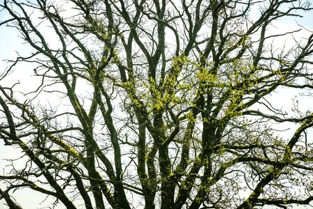 A view of a tree top with leaf buds at the beginning of spring.