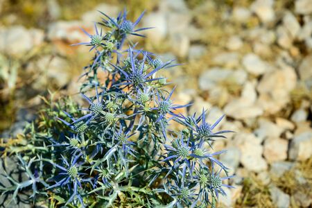 A close up of a Blue Sea Hollyflower on Srd hill in Dubrovnik, Croatia.