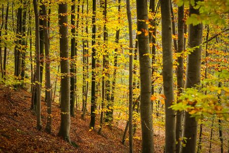 A view of a beech forest in autumn.