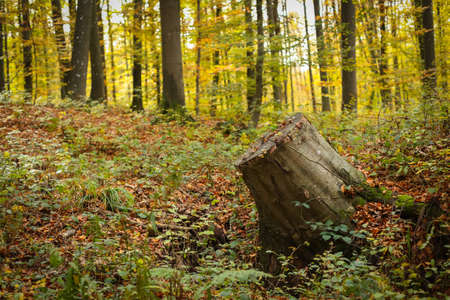 A view of chopped tree trunk in an autumn forest.の写真素材