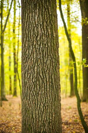A view of the oak tree trunk in an autumn forest.の写真素材