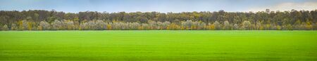 A panoramic view of a green field of young grainwith forest in countryside at autumn.の写真素材
