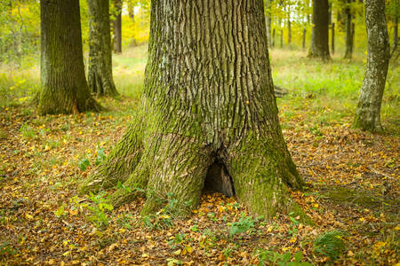 A view of the oak tree trunk in an autumn forest.の写真素材
