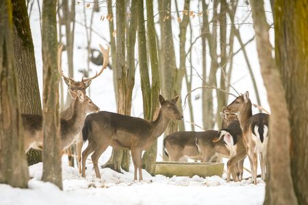 A group of roe deer standing in the forest at winter time.の写真素材